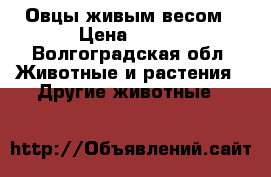 Овцы живым весом › Цена ­ 100 - Волгоградская обл. Животные и растения » Другие животные   